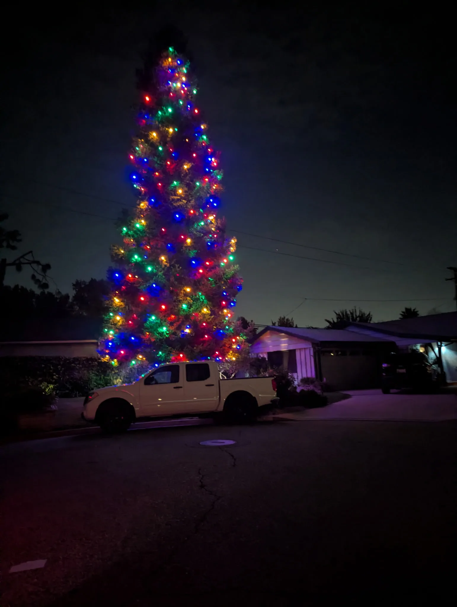 Tall tree wrapped in lights framing an event space by Bee Merry